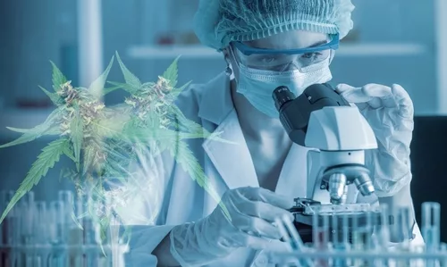 A ciência por trás da Cannabis Medicinal: entendendo os benefícios e riscos da Medicina Canabinoide 