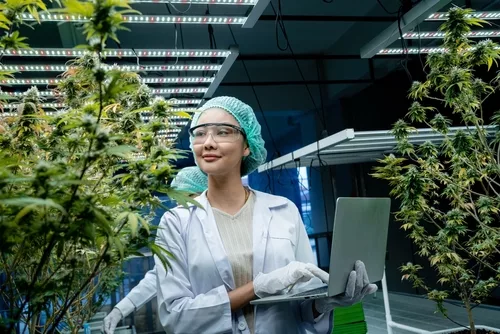 O Futuro da Cannabis: Como a Tecnologia está Revolucionando o Setor  