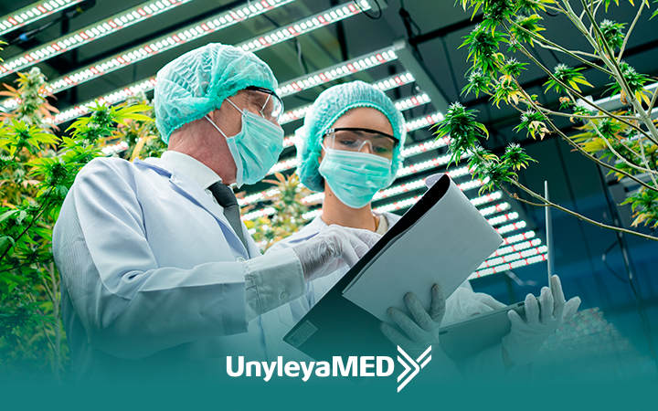 Cannabis Medicinal: o que é para que serve