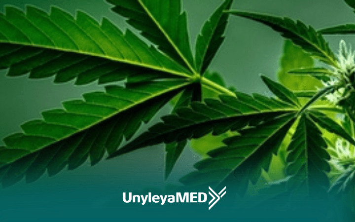 Anvisa autoriza cultivo de cannabis medicinal no Brasil e amplia acesso a tratamentos